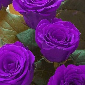 Meet your Posher, Ebony